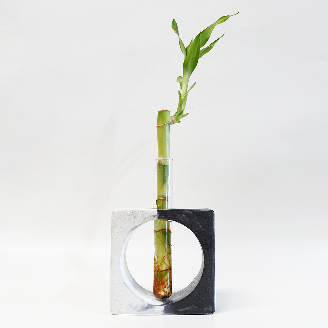 Lucky Bamboo w/ Concrete Holder