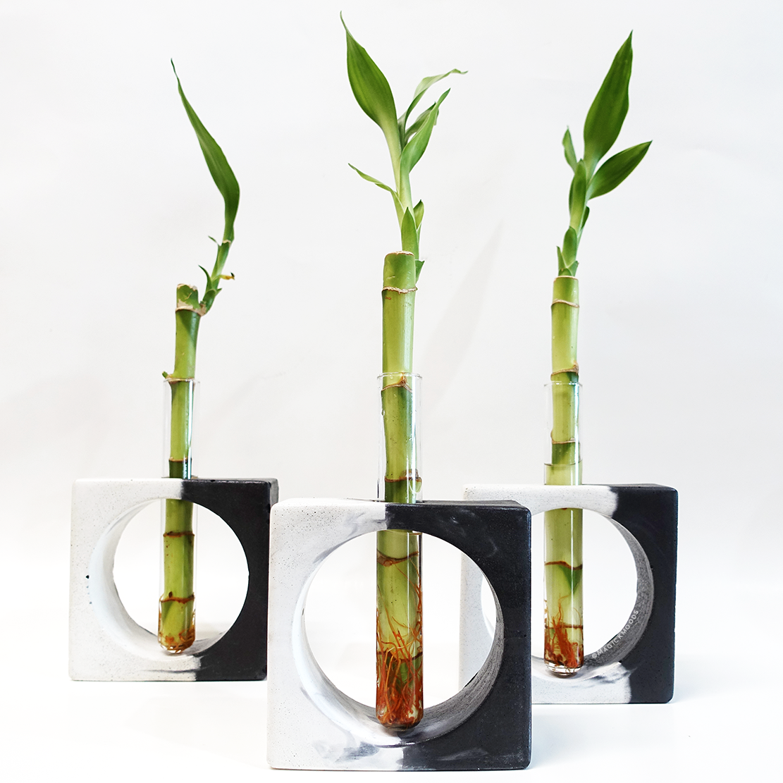 Lucky Bamboo w/ Concrete Holder