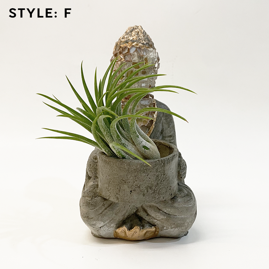 Air Plant w/ Buddha Concrete Planter (Tillandsia Ionantha Rubra)
