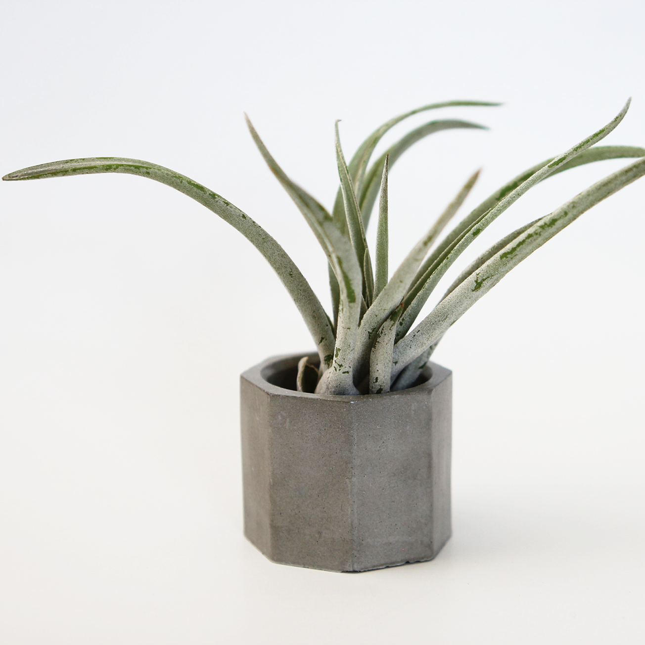 Air Plant w/ Concrete Planter (Tillandsia Harrisii)