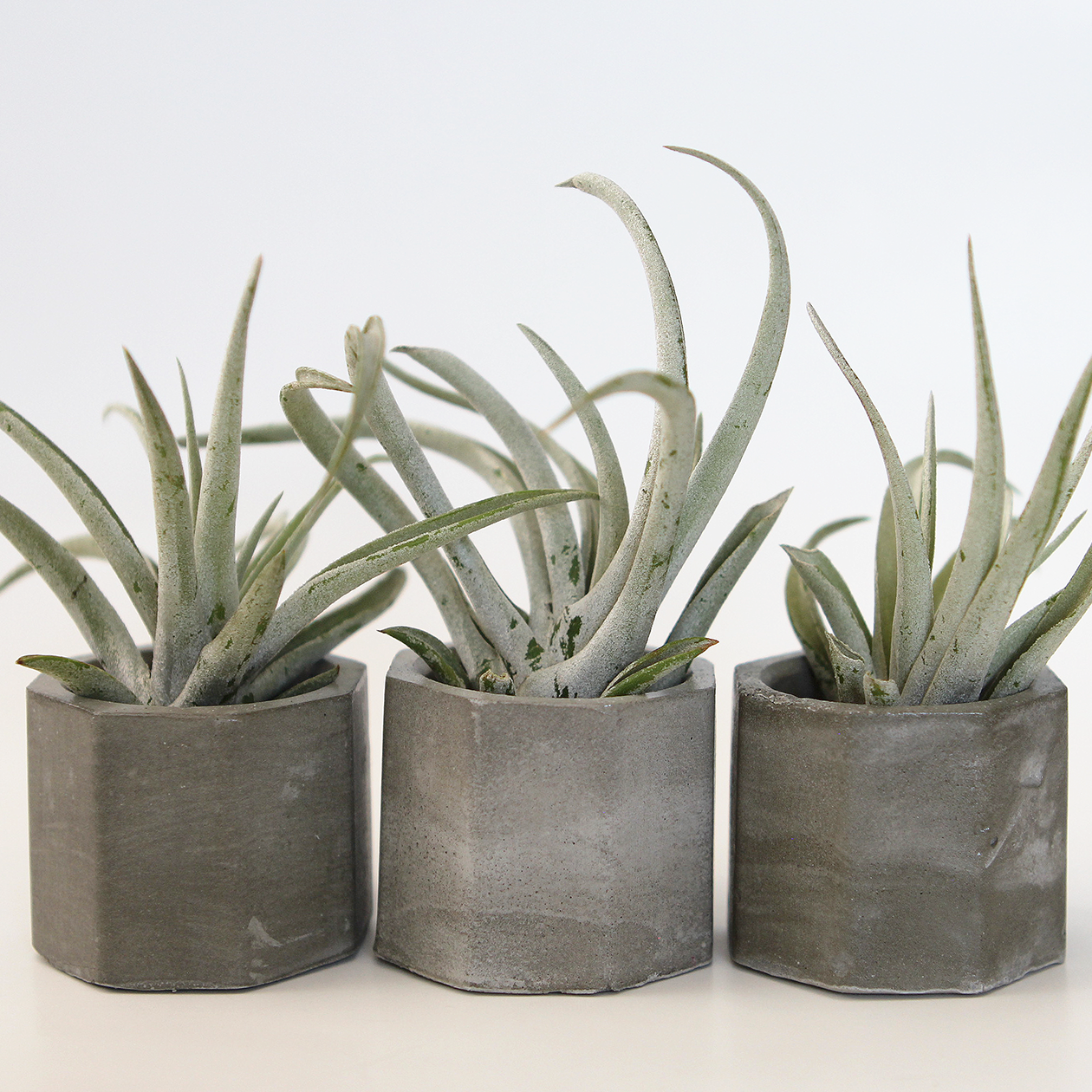 Air Plant w/ Concrete Planter (Tillandsia Harrisii)